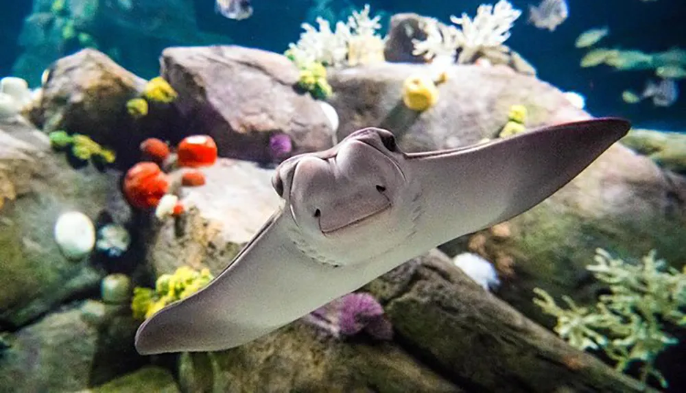 A smiling stingray is gliding through a vibrant aquarium environment