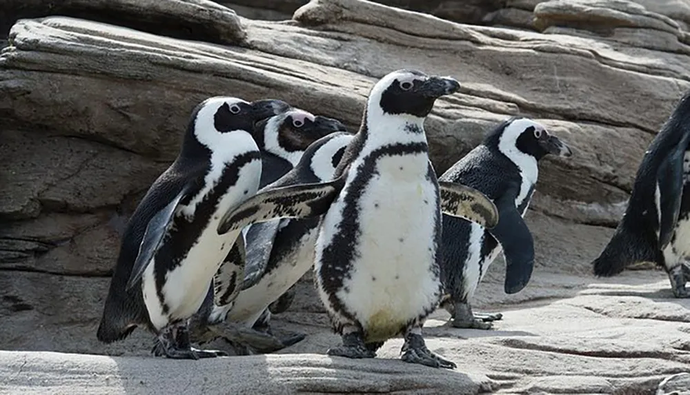 A group of African penguins is standing on a rocky surface with a couple of them appearing to be interacting or vocalizing