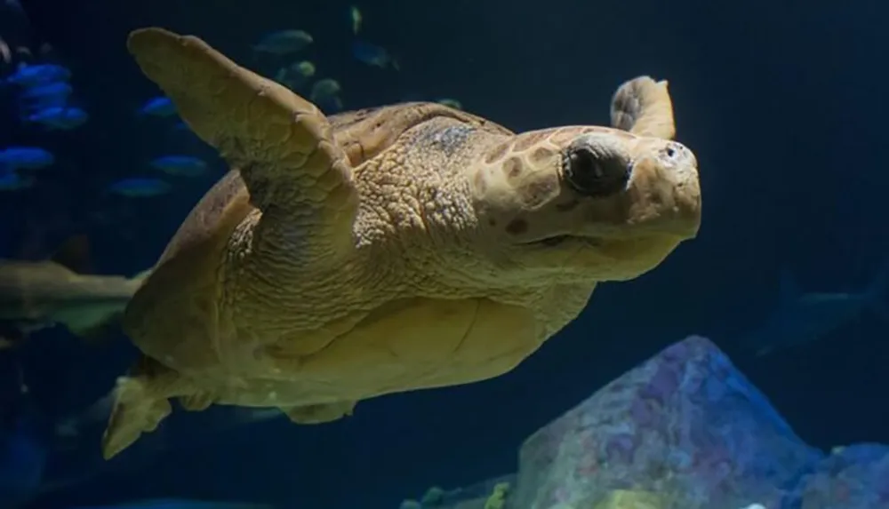A sea turtle is swimming gracefully in a tranquil underwater environment