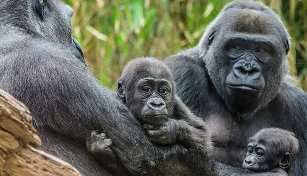 A family of gorillas with an adult looking at the camera and two young gorillas nestled close to the adult are captured in a moment of tranquility