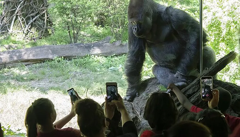 Visitors at a zoo are taking photos of a gorilla with their smartphones from behind a glass barrier