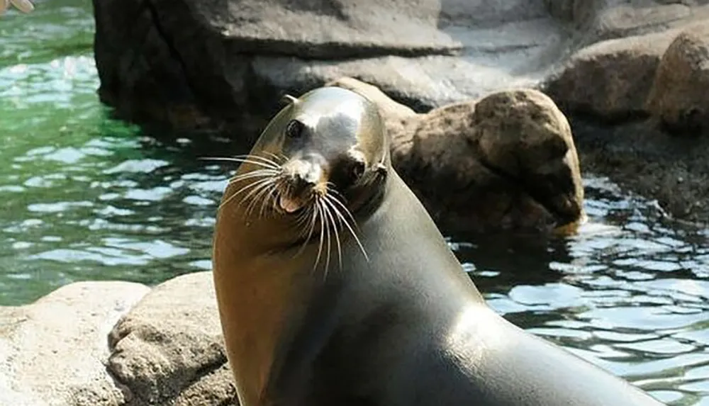 The image shows a sea lion posing on a rock by the water looking directly at the camera with its whiskers prominently displayed