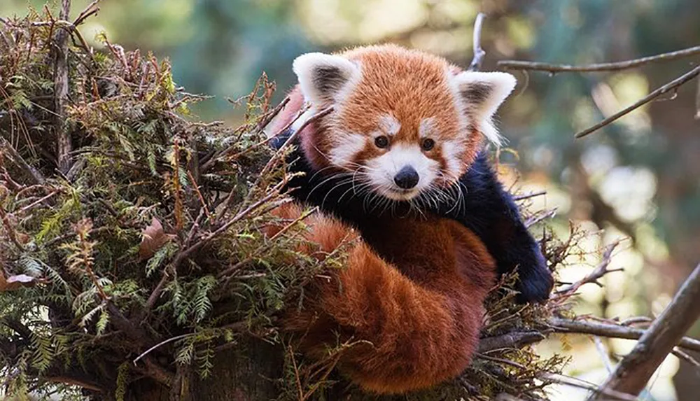 A red panda is perched atop a nest of branches looking directly at the camera with a forest background