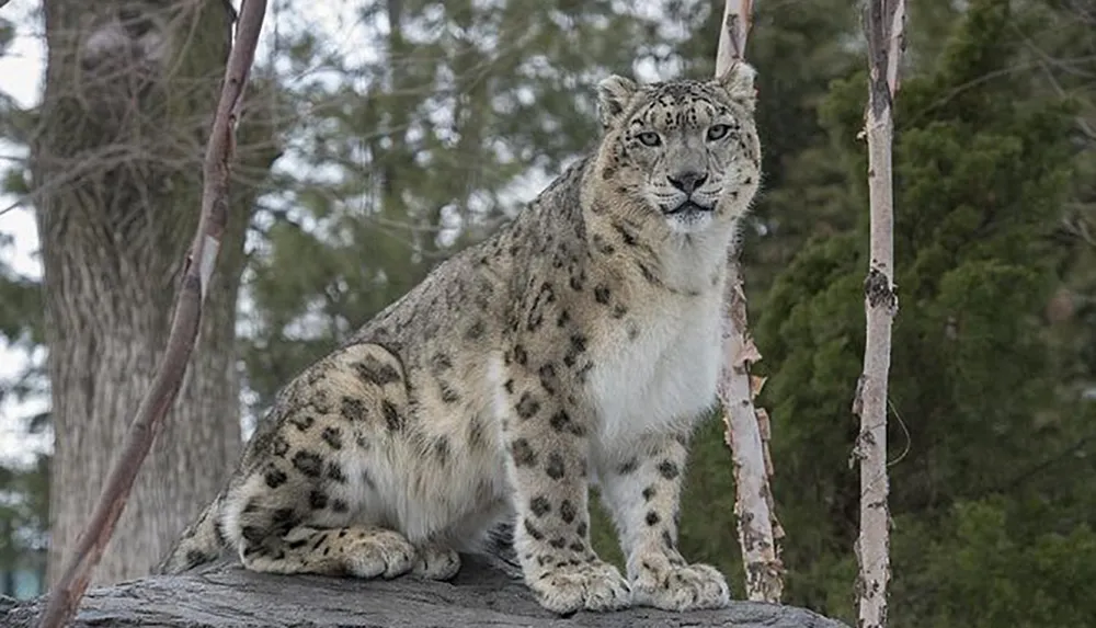 A snow leopard is perched on a rock against a forested backdrop gazing into the distance