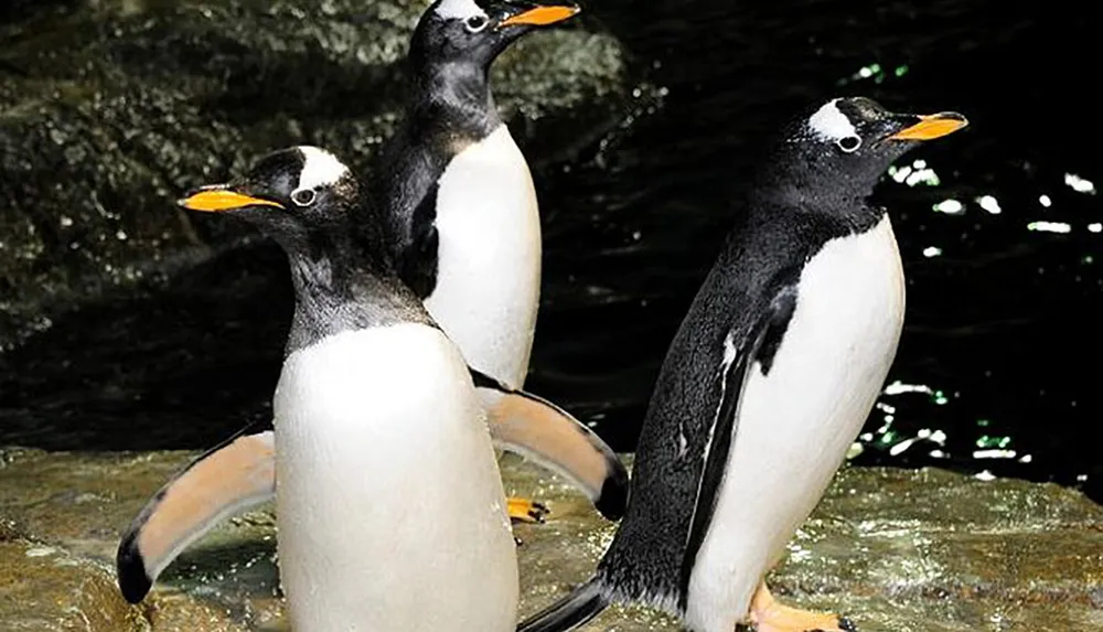 Three penguins are standing on a rock with a dark background likely within an enclosure or a zoo