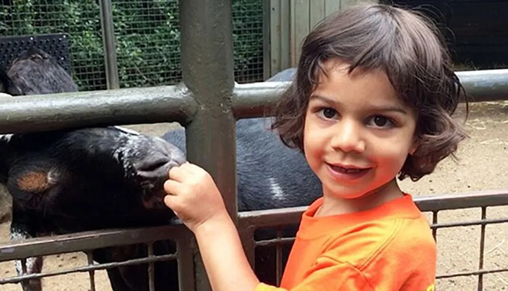 A smiling child in an orange shirt is petting a goat at a petting zoo