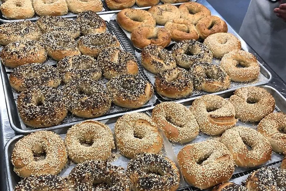The image shows several trays of freshly baked bagels with different toppings like sesame seeds and poppy seeds
