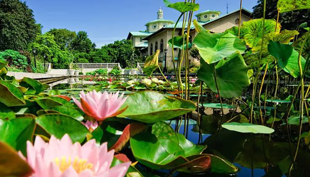 The image depicts a serene garden pond dotted with blooming water lilies in the foreground and an elegant building with a green dome in the background all under a clear blue sky