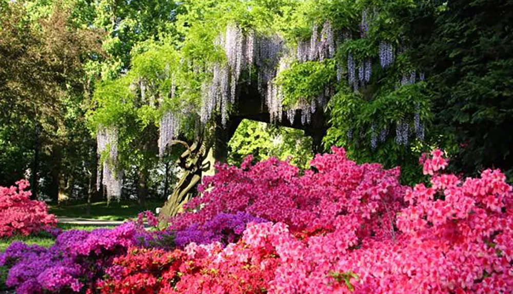 The image displays a vibrant garden scene with cascading wisteria blooms and clusters of pink and purple azaleas set against a backdrop of lush greenery