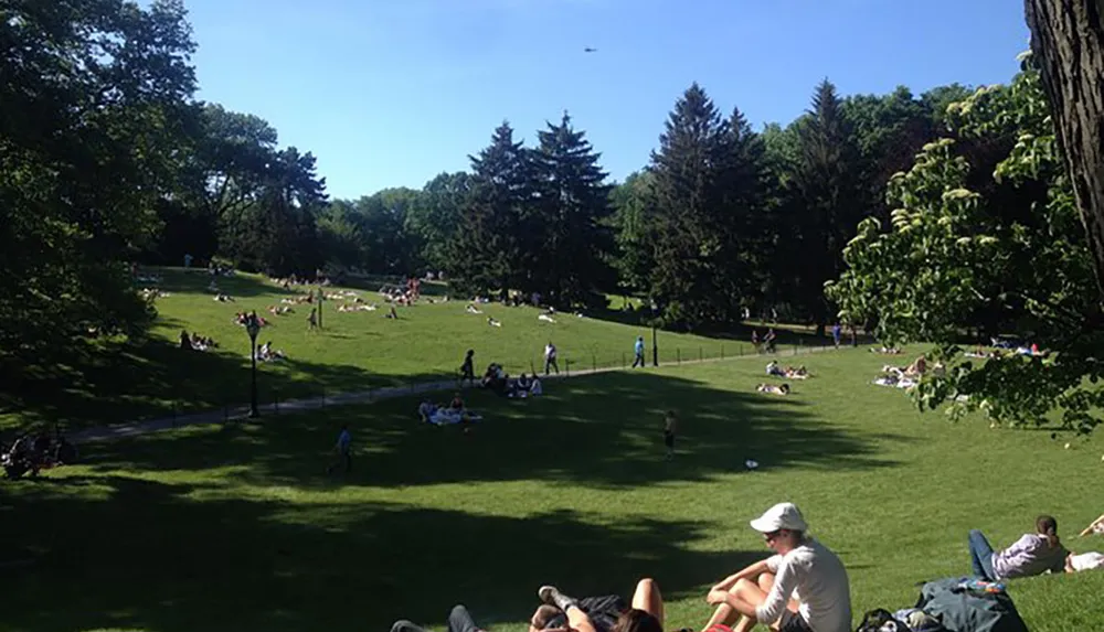 The image shows people relaxing and enjoying a sunny day on the grass in a park surrounded by trees