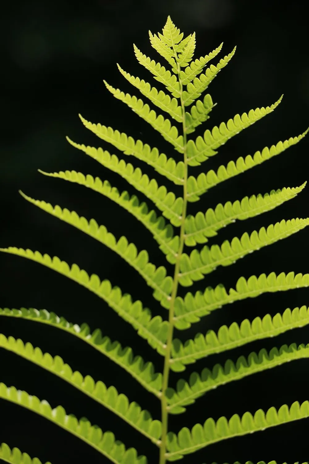This image captures the vibrant intricate leaf structure of a green fern against a dark blurred background