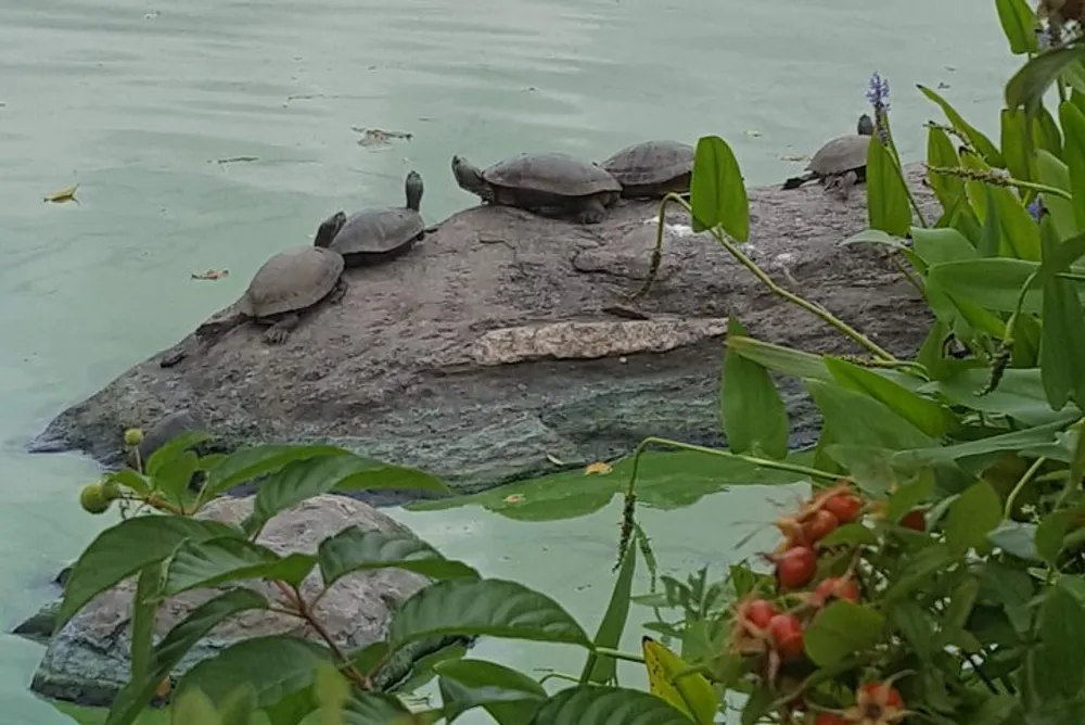 Several turtles are basking on a rock in the middle of a greenish water body framed by lush vegetation