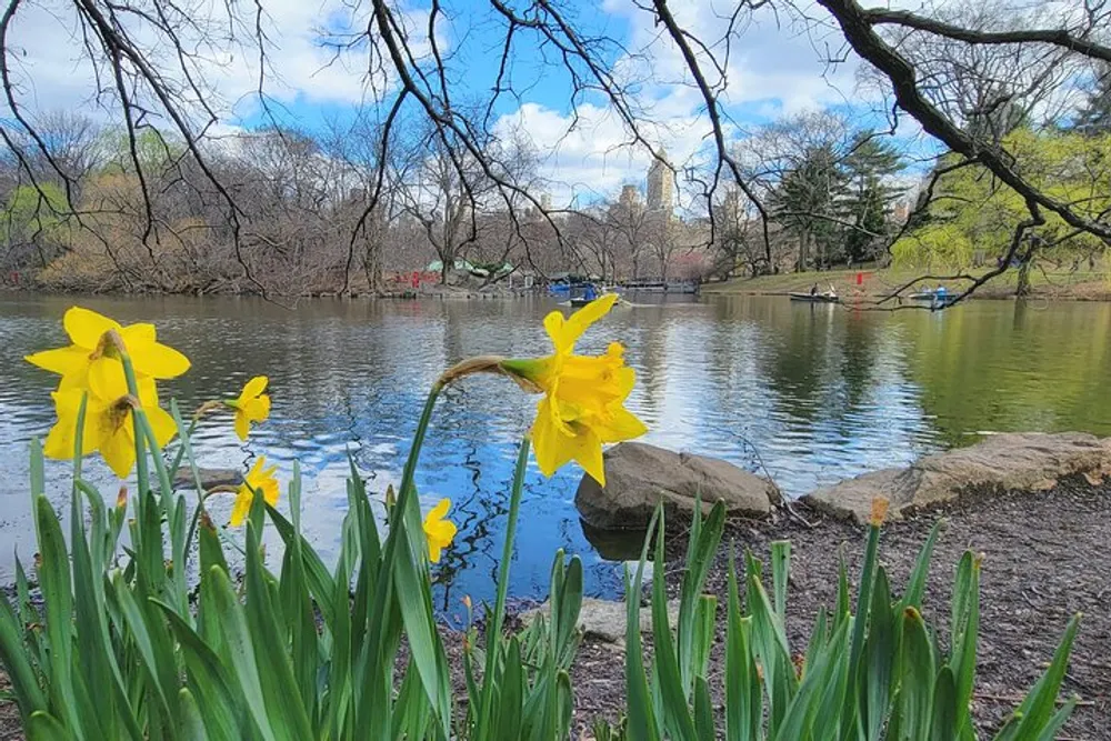 Blooming daffodils in the foreground accentuate a tranquil scene of a pond and distant city buildings hinting at an urban park in springtime