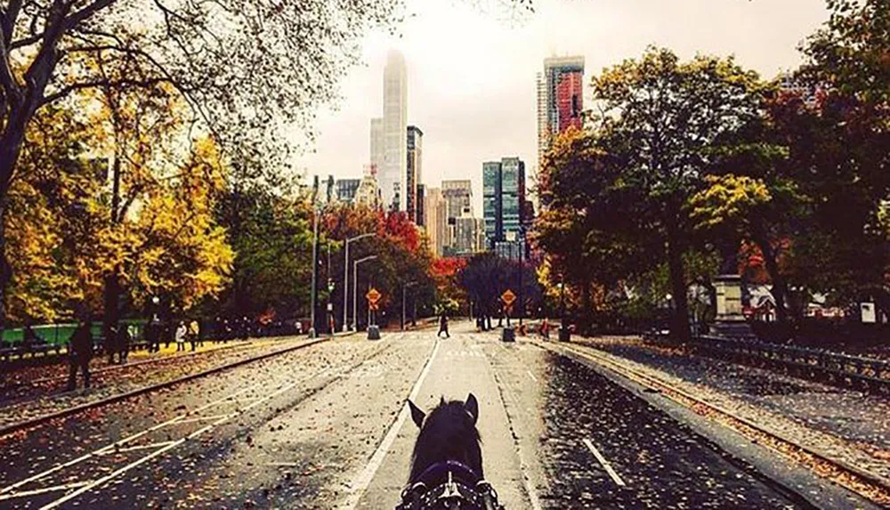 A horse-drawn carriage is seen from behind trotting along a wet road lined with autumn trees leading towards a city skyline in the background