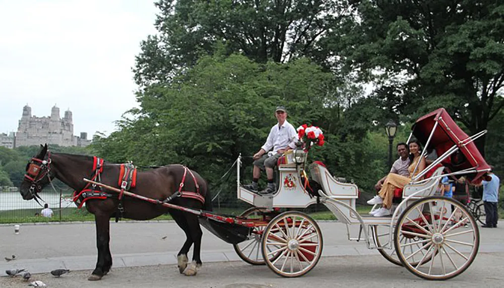 A horse-drawn carriage with a driver in a park setting carries passengers likely providing them with a leisurely tour