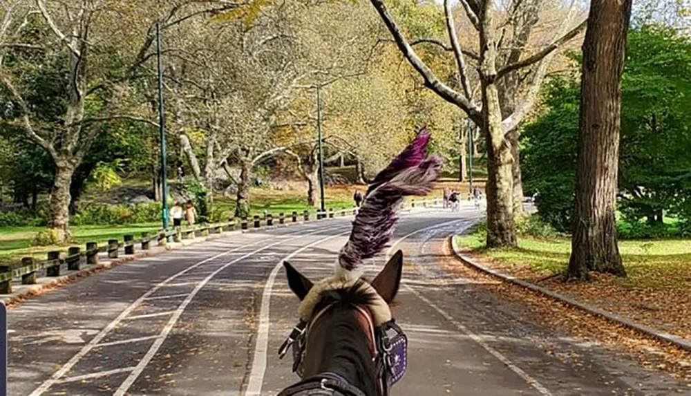 The image is taken from the perspective of a carriage rider looking down a tree-lined path in a park with the ears and ornate plumage of a horse in the foreground and pedestrians in the distance