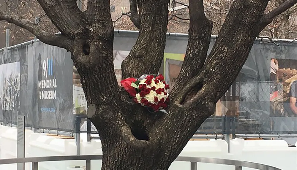 A bouquet of red and white flowers is nestled in the branches of a tree against the backdrop of the 911 Memorial  Museum sign