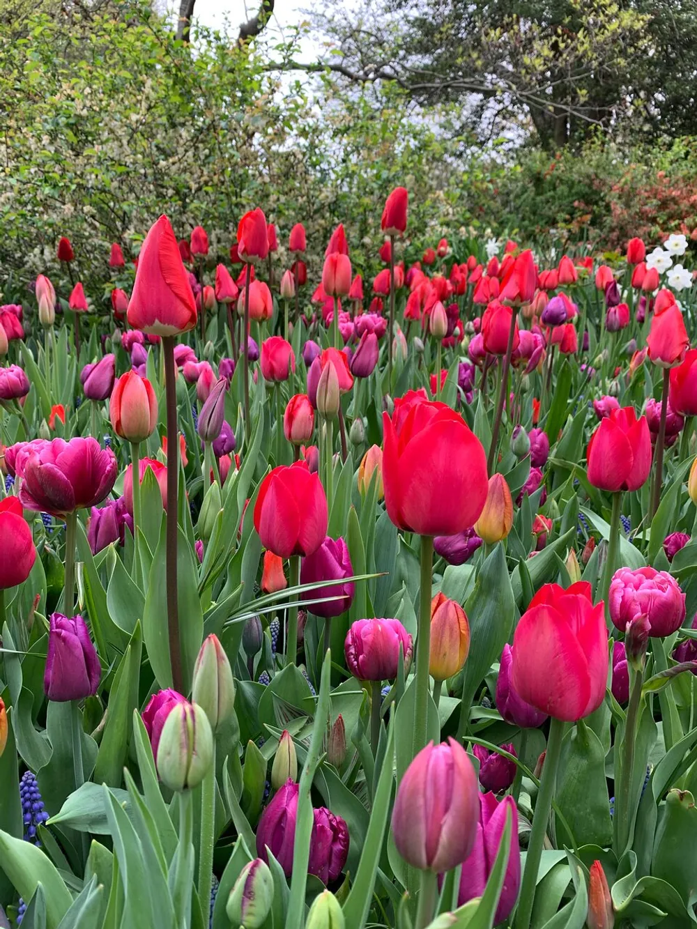 The image depicts a vibrant and lush garden filled with various shades of blooming tulips