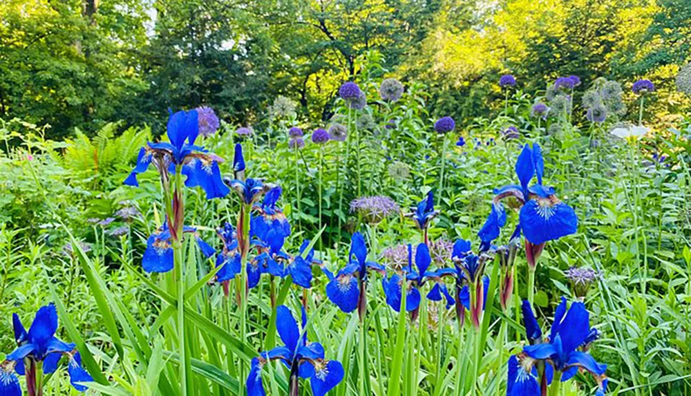 The image features a vibrant bed of blue irises interspersed with spherical clusters of purple flowers set against a backdrop of lush green foliage