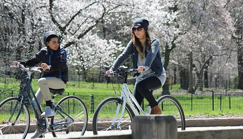 Two people are leisurely cycling along a path with blooming cherry trees in the background